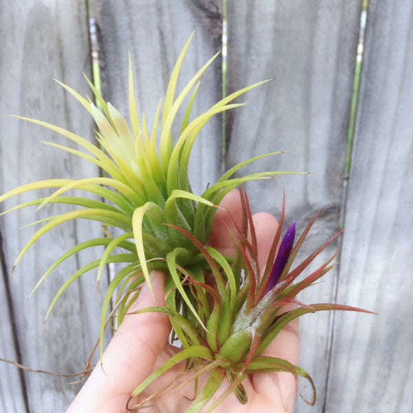 Tillandsia Air Plants Ionantha Druid Fuego