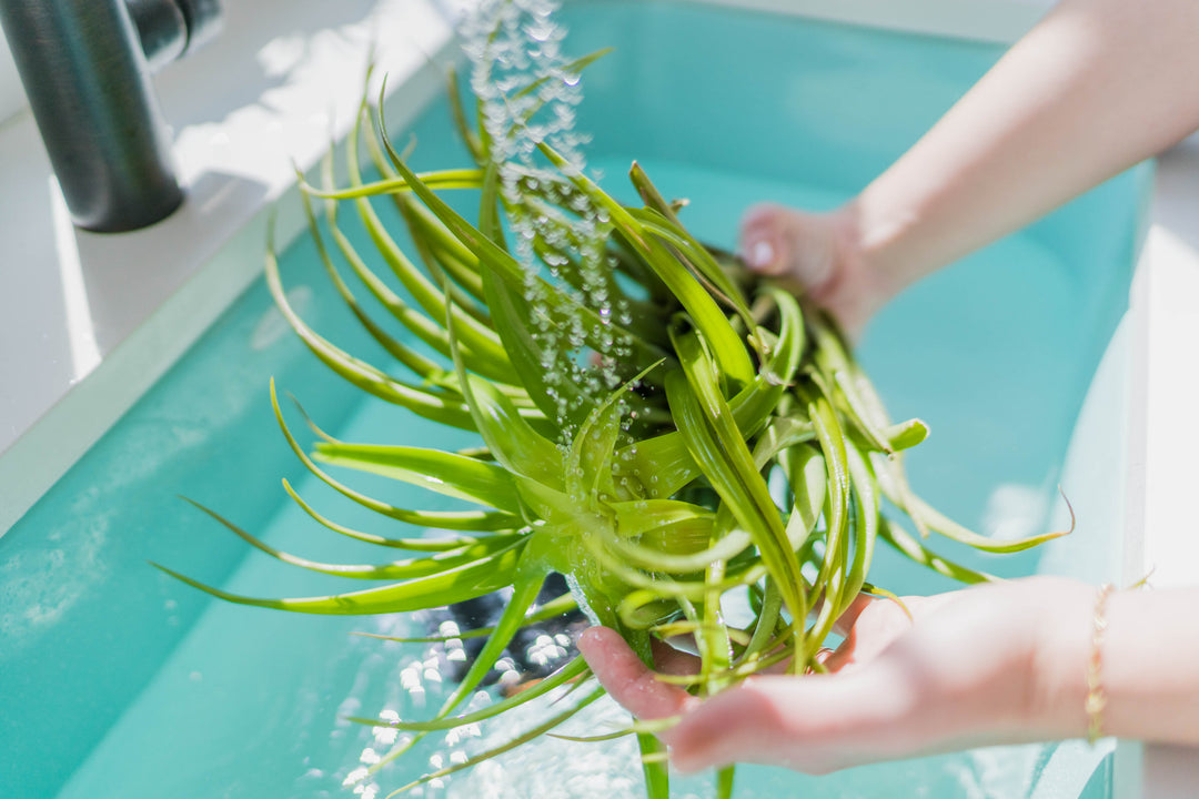 watering a tillandsia air plant under the faucet 