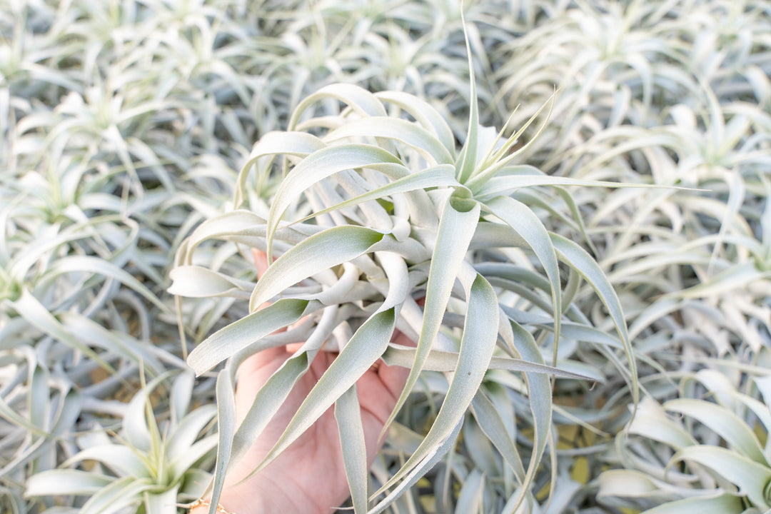 Tillandsia Cacticola Air Plant