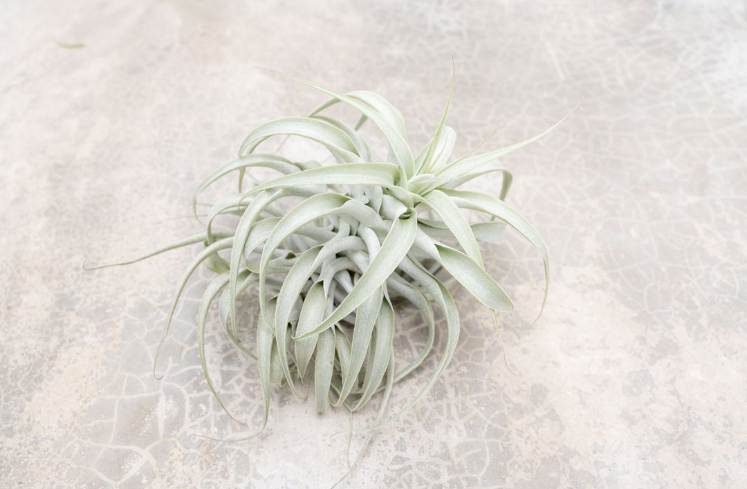 Tillandsia Cacticola Air Plant