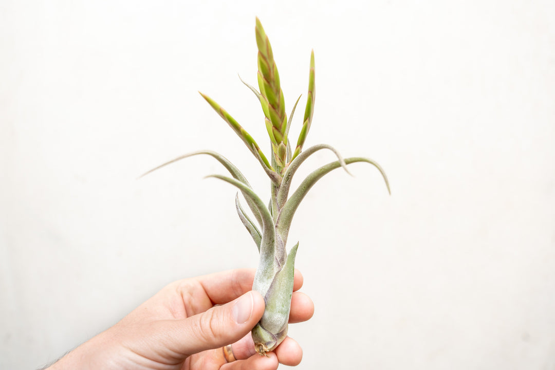 Tillandsia Caput Medusae Air Plant with Bloom Spike