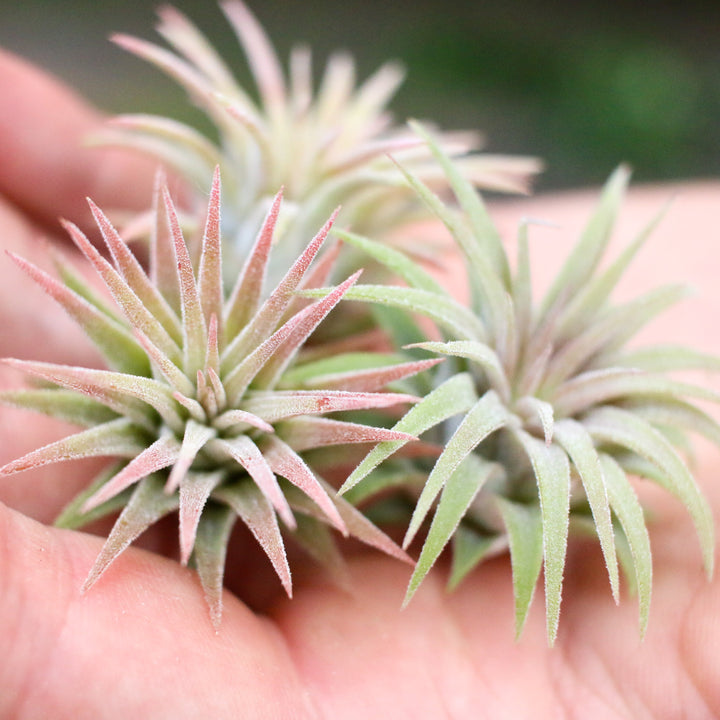 Tillandsia Ionantha Mexican Air Plant