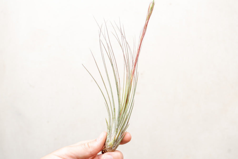 Hand Holding a Tillandsia Juncea Air Plant with Bloom Spike