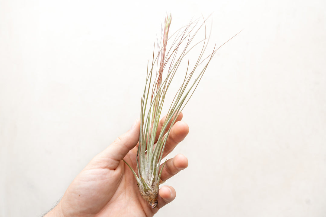 Hand Holding a Tillandsia Juncea Air Plant with Bloom Spike