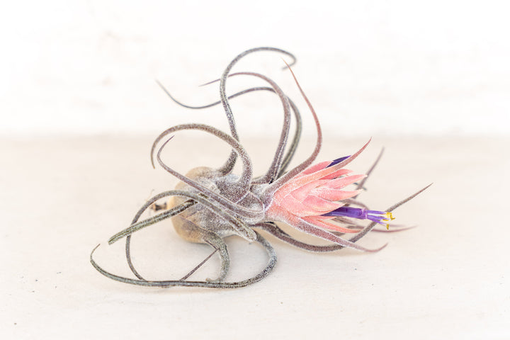 Tillandsia Pruinosa Air Plant with Pink Bud and Purple Blooms