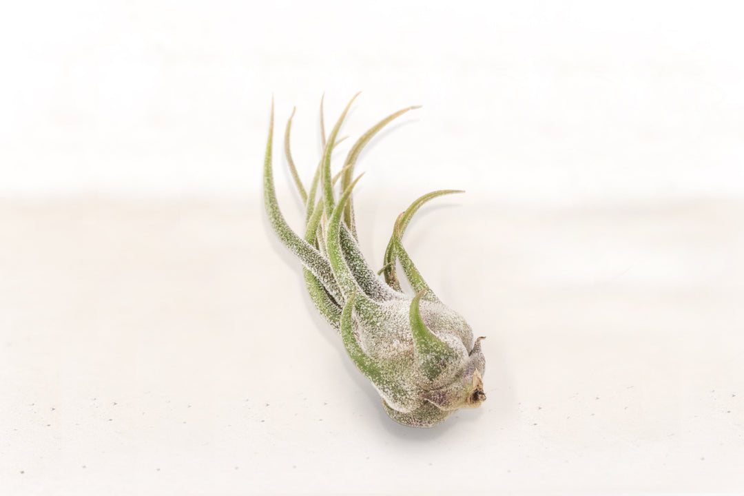 Tillandsia Pruinosa Air Plant - Single Plant