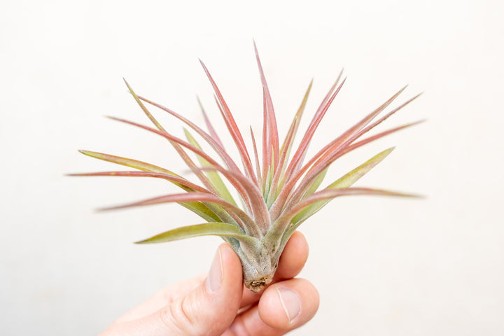 Blushing Tillandsia Velutina Air Plant