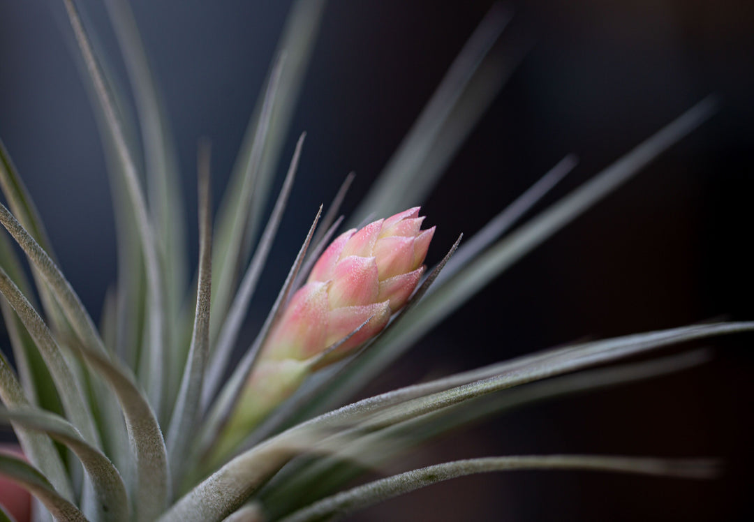 Tillandsia 'Houston' Stricta Air Plant