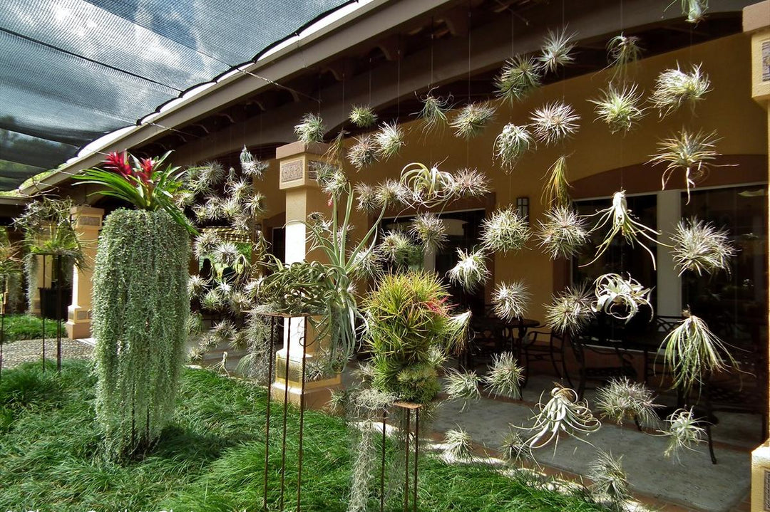 Restaurant  atrium with hundreds of tillandsia air plants hanging by fishing line to create a living wall