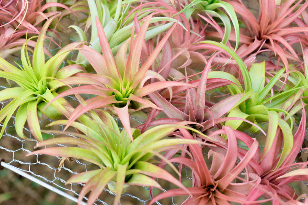 Cluster of Blushing Tillandsia Abdita Brachycaulos Air Plants