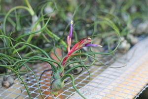 Tillandsia Bulbosa Guatemala Air Plant