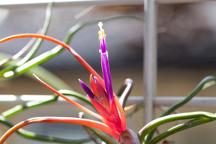 Close up of a bloom on a Tillandsia Bulbosa Guatemala Air Plant