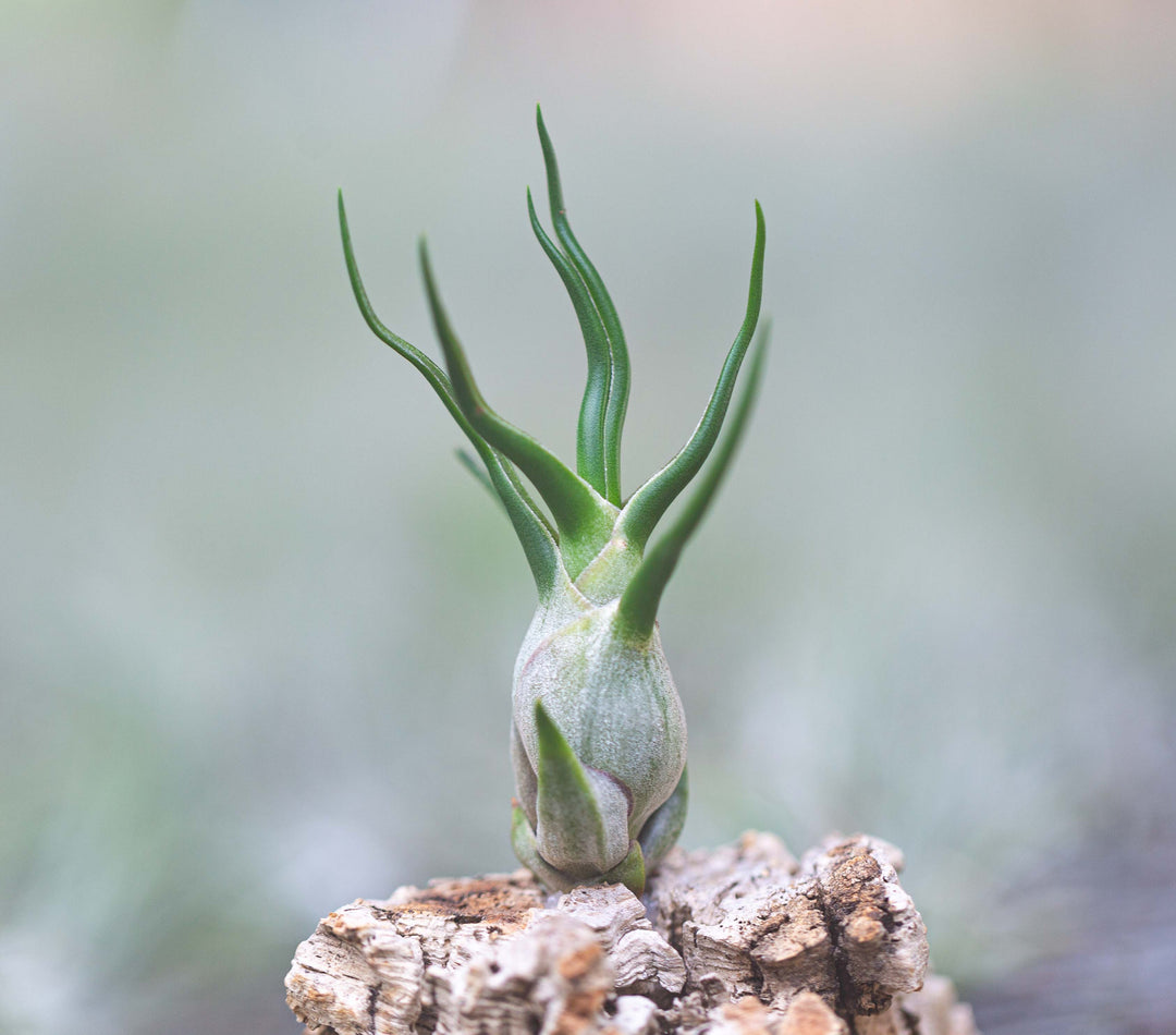 Tillandsia Bulbosa Guatemala Air Plant