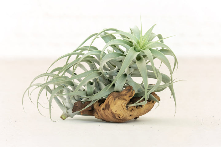 Tillandsia Cacticola Air Plant