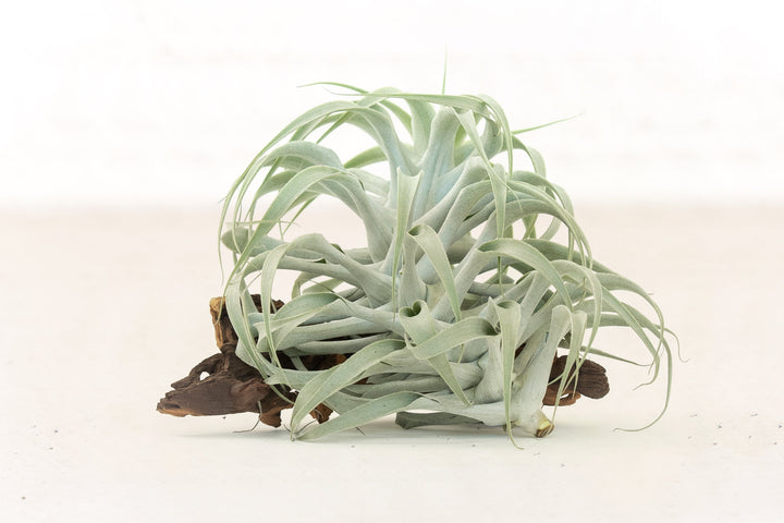 Tillandsia Cacticola Air Plant