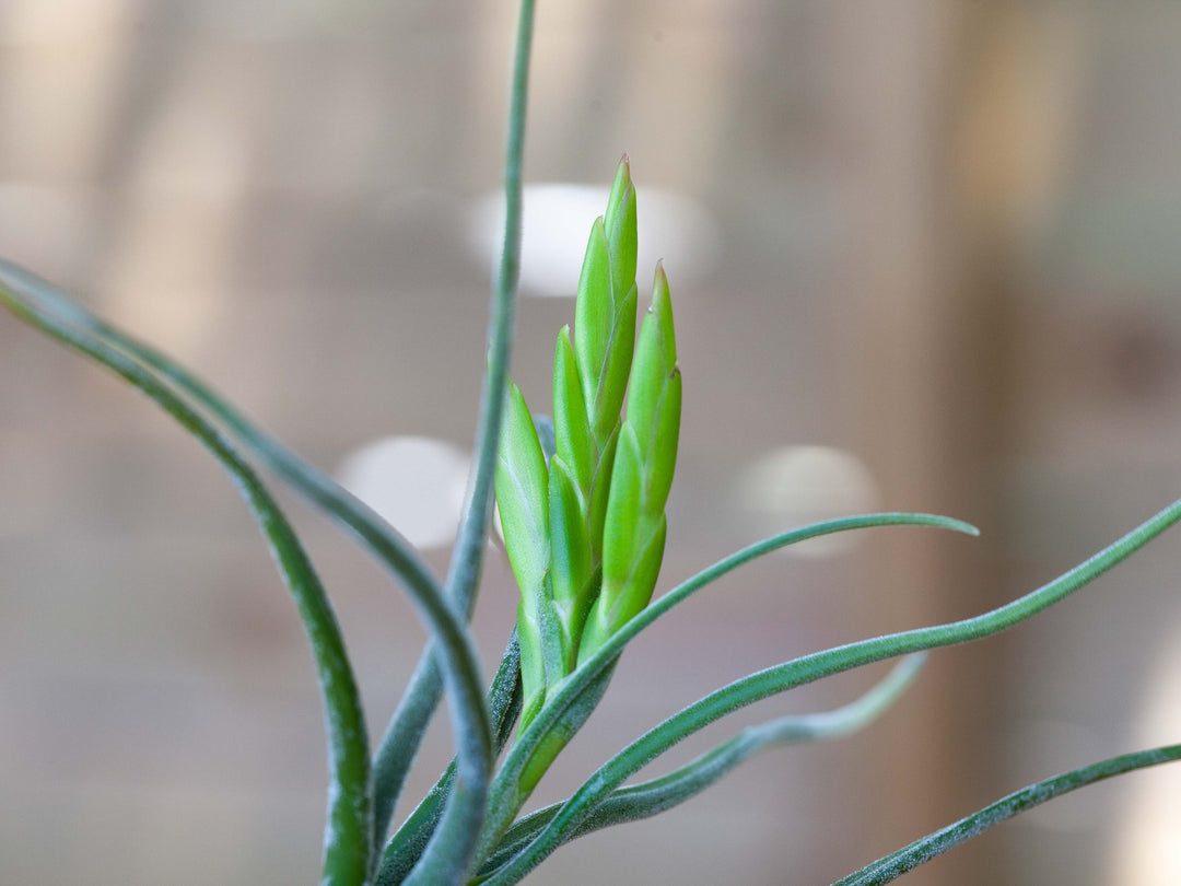 Close up of Bloom Spike on Tillandsia Caput Medusae Air Plant