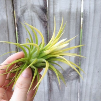 Tillandsia Ionantha Durid Air Plant