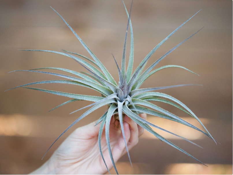 Tillandsia 'Velvet' Stricta Soft Air Plant