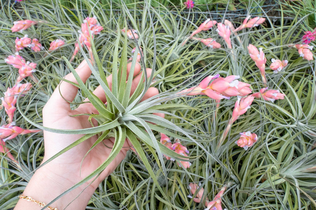 Tillandsia 'Velvet' Stricta Soft Air Plant