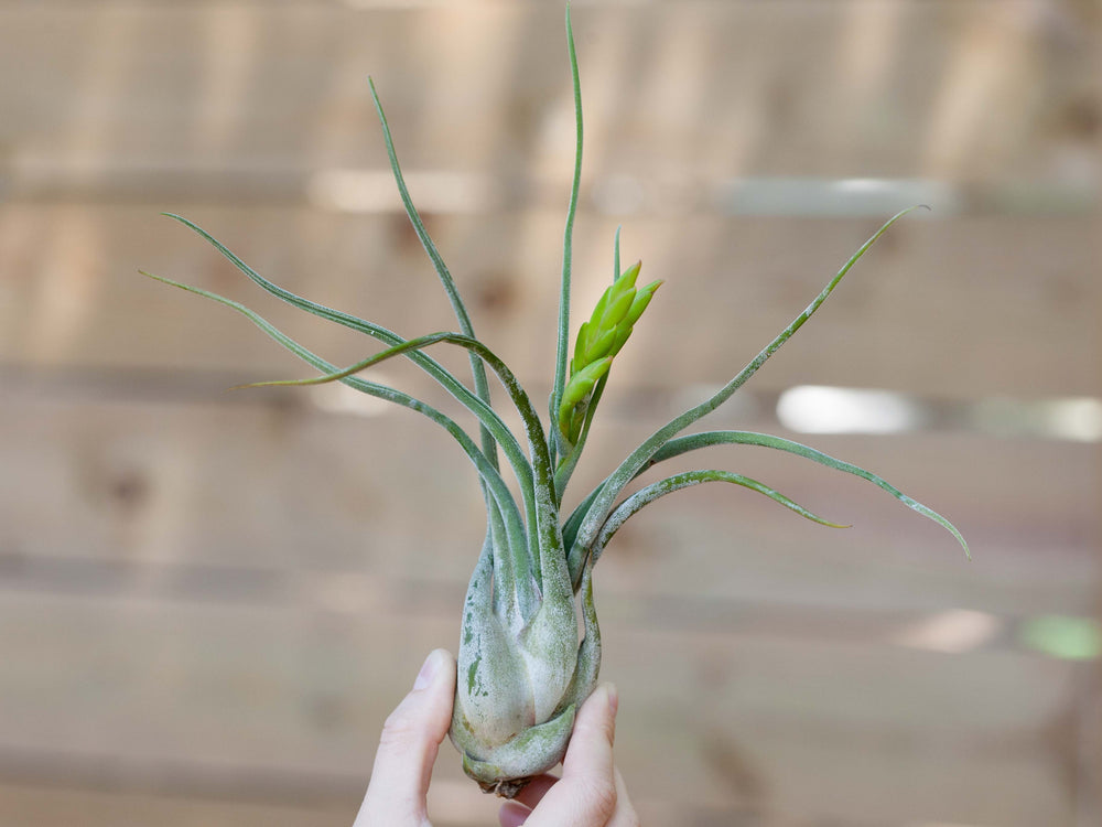 Tillandsia Caput Medusae Air Plant with Bloom Spike