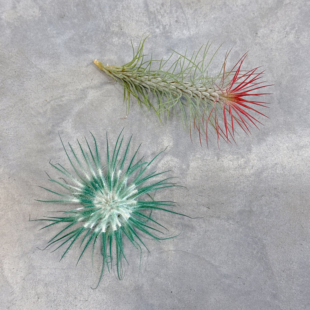 festive air plant subscription tillandsia