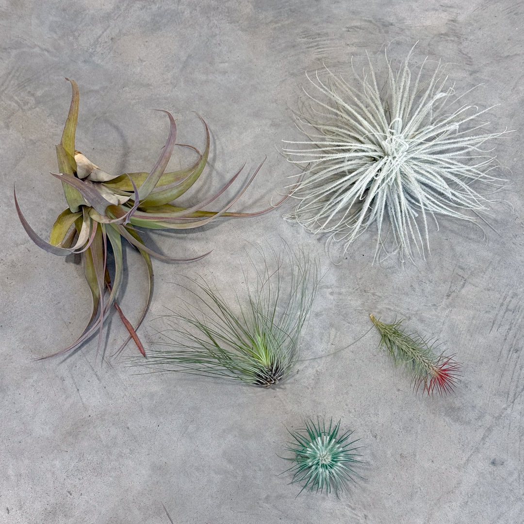 festive air plant subscription tillandsia