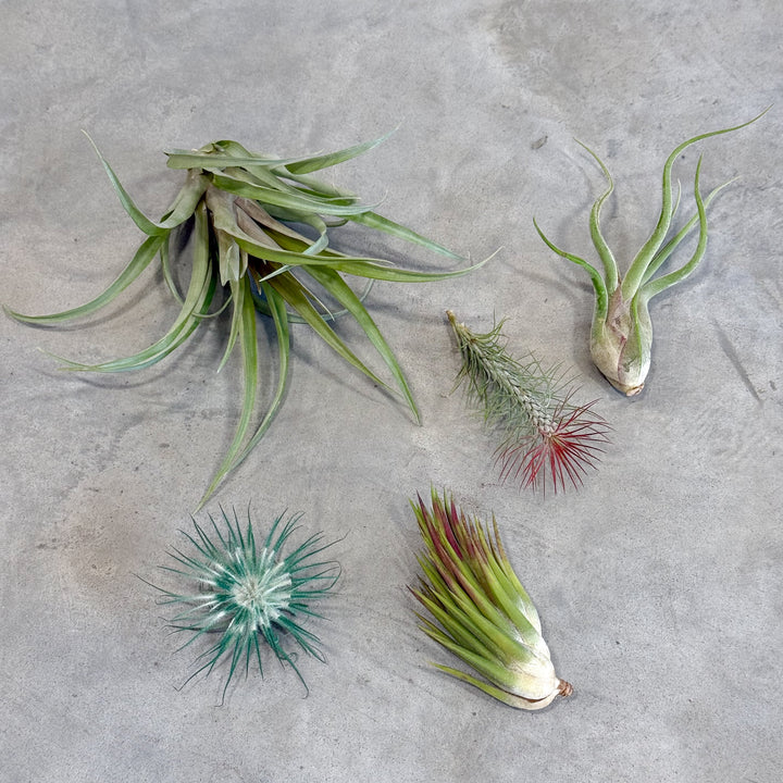 festive air plant subscription tillandsia