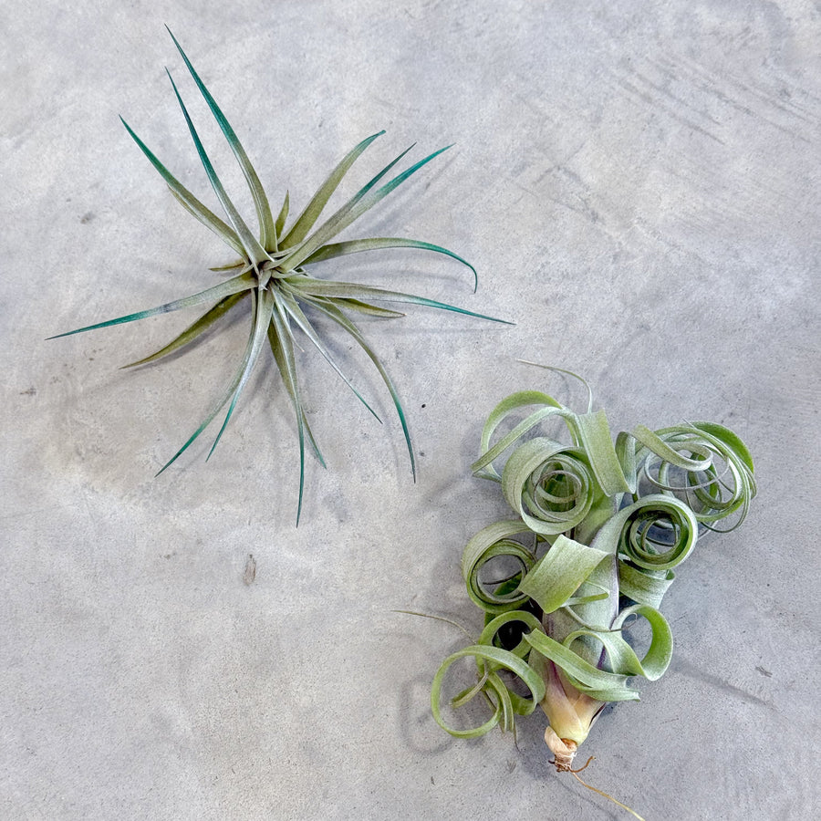 festive air plant subscription tillandsia