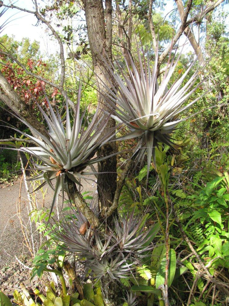 Giant Tillandsia Gardneri air plants in the wild attached to a tree