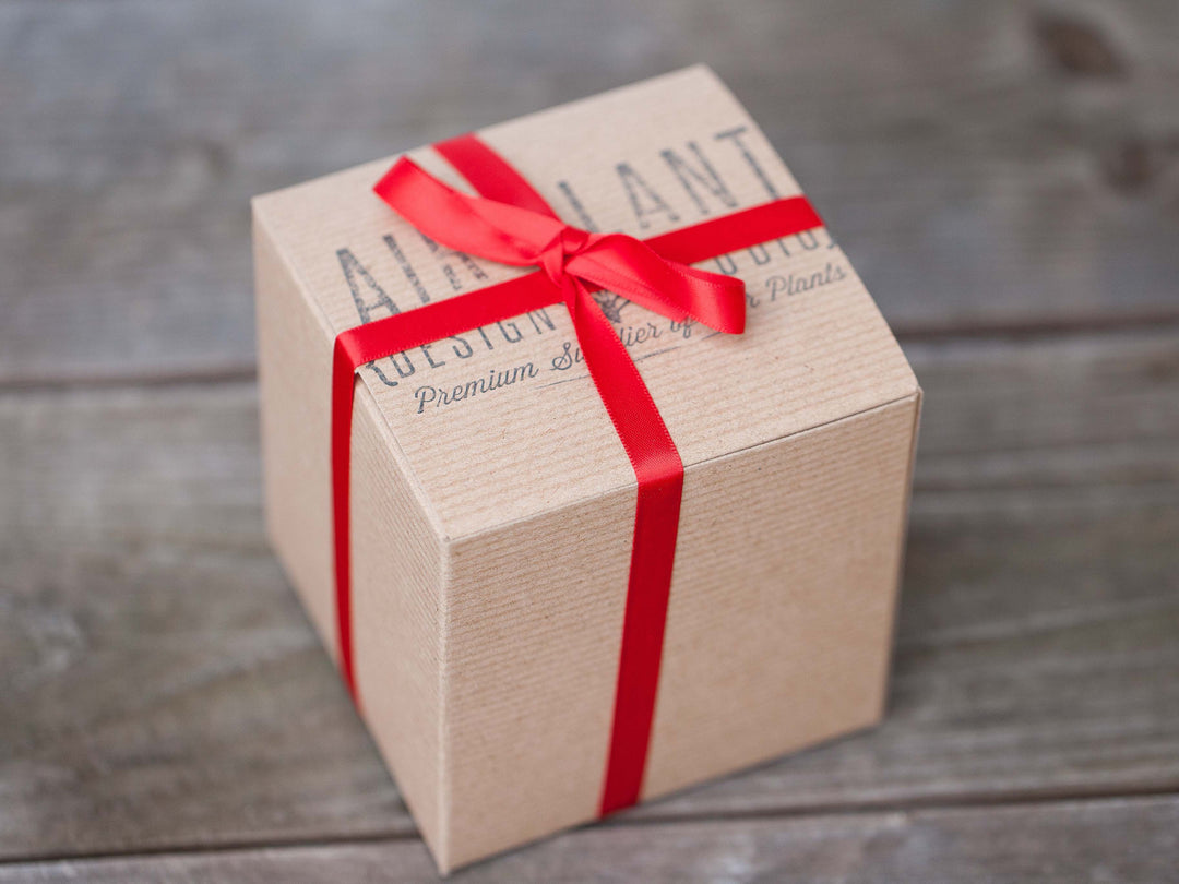 red bow tied branded gift box