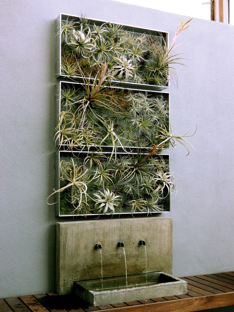 Hundreds of tillandsia air plants hung in mesh screen to make a living wall display