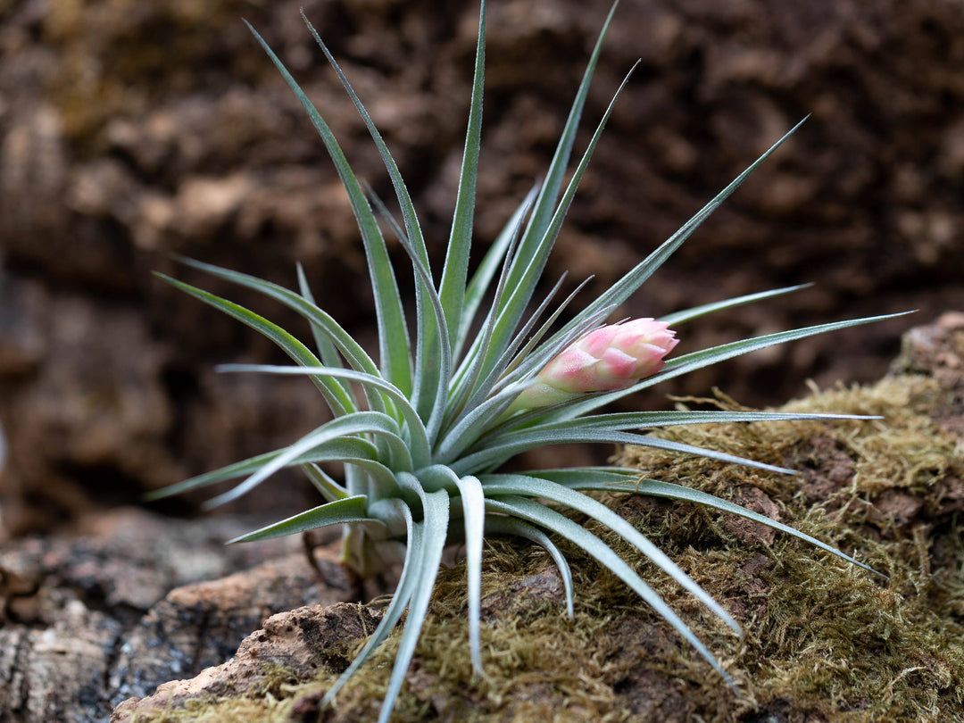 Tillandsia 'Houston' Stricta Air Plant