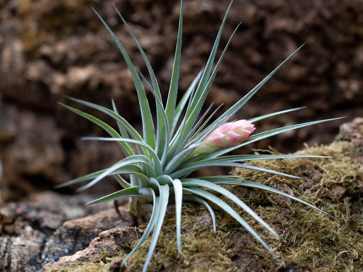 Tillandsia 'Houston' Stricta Air Plant