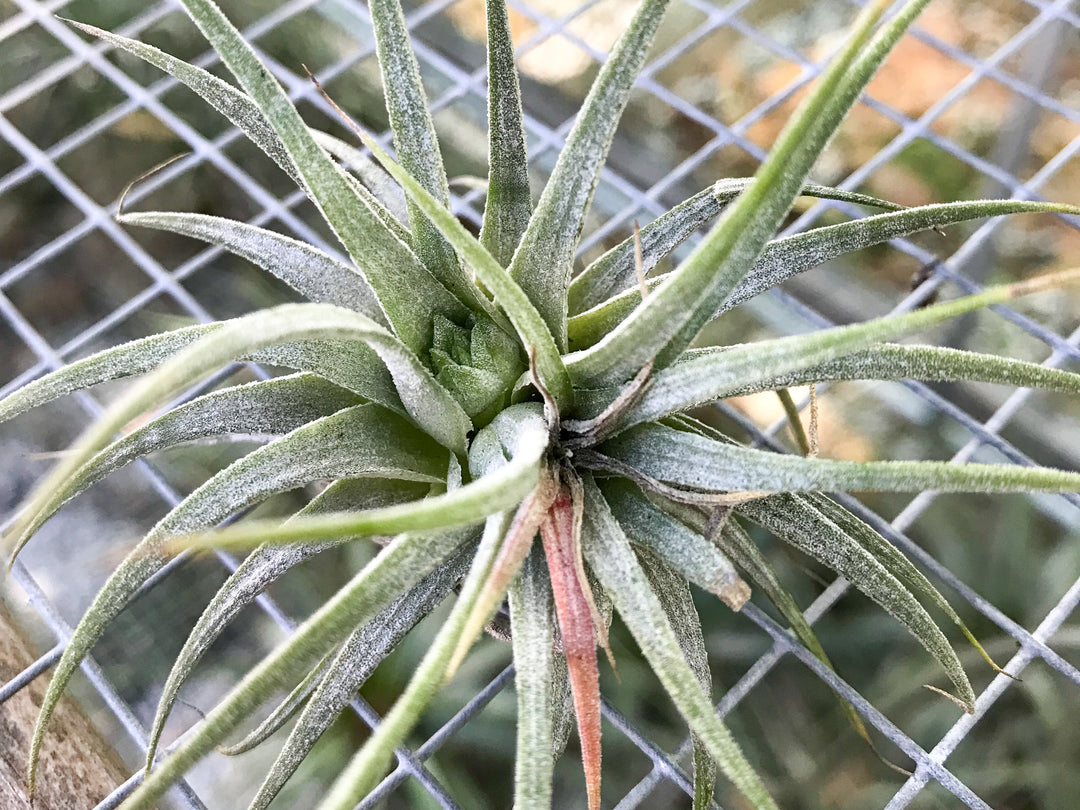 Tillandsia air plant with a pup and rotten base