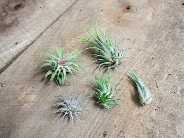 $1.00 Overstock Special: Tillandsia Ionantha Air Plant Combo Pack