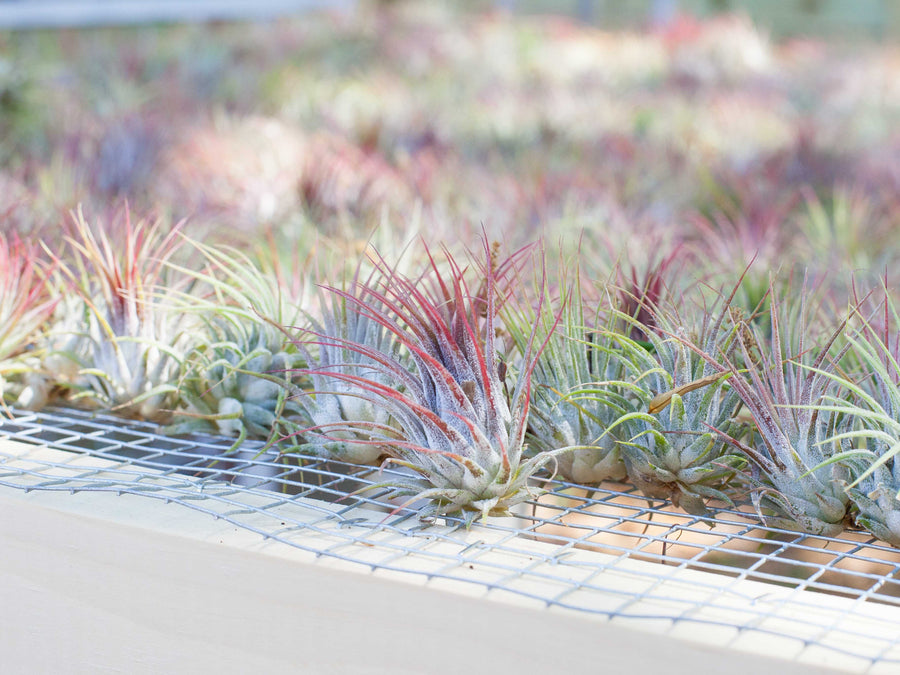 Hundreds of Blushing Ionantha Guatemala Air Plants on the Farm Shelf