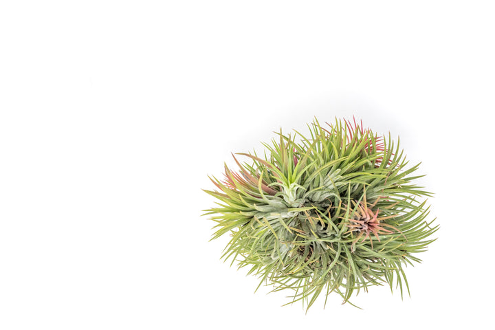 Wholesale: Tillandsia Ionantha Rubra Hanging Clusters with String for Hanging