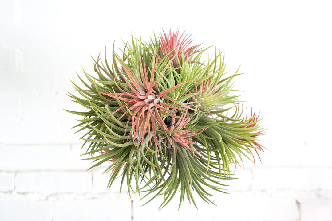 Tillandsia Ionantha Rubra Hanging Cluster with Hook for Hanging