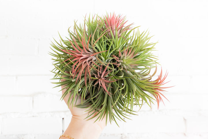 Tillandsia Ionantha Rubra Hanging Cluster with Hook for Hanging