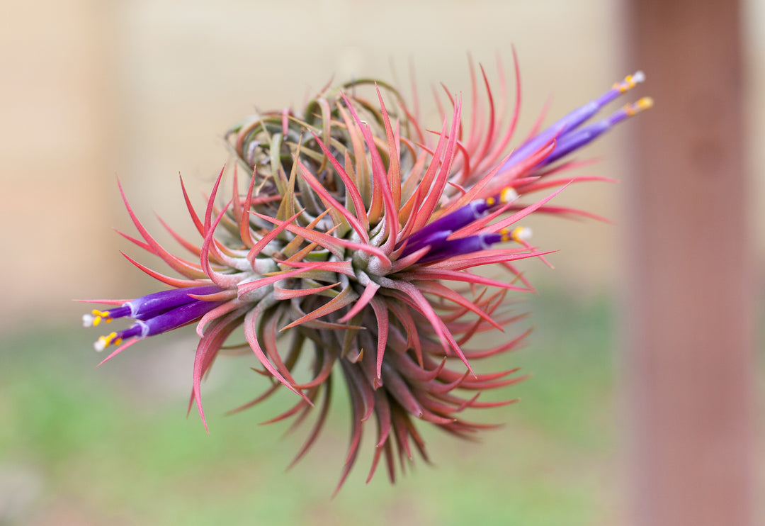 Tillandsia Ionantha Rubra Hanging Cluster with Hook for Hanging