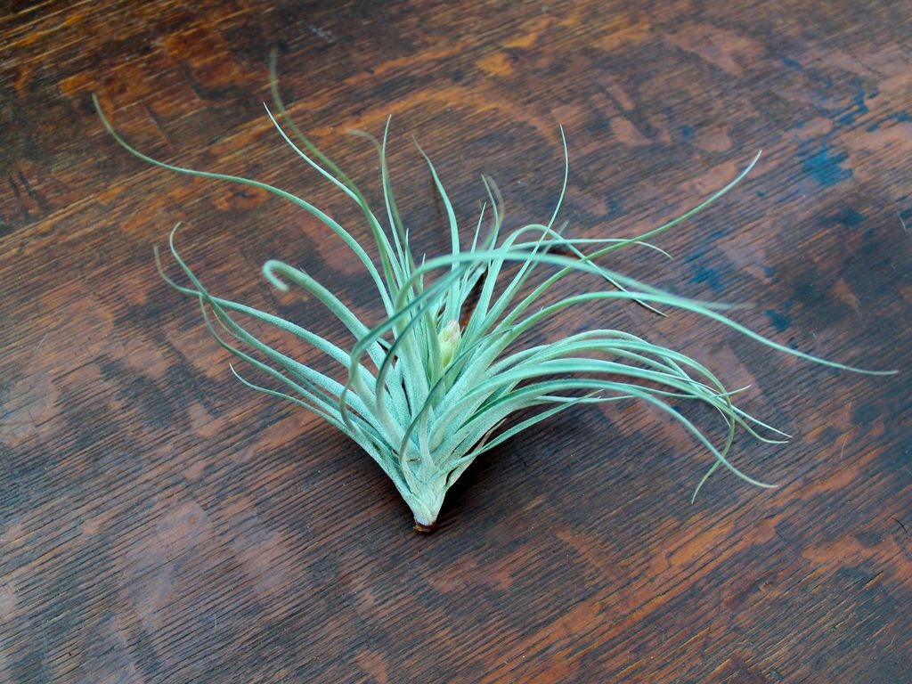 Tillandsia 'Houston' Stricta Air Plant