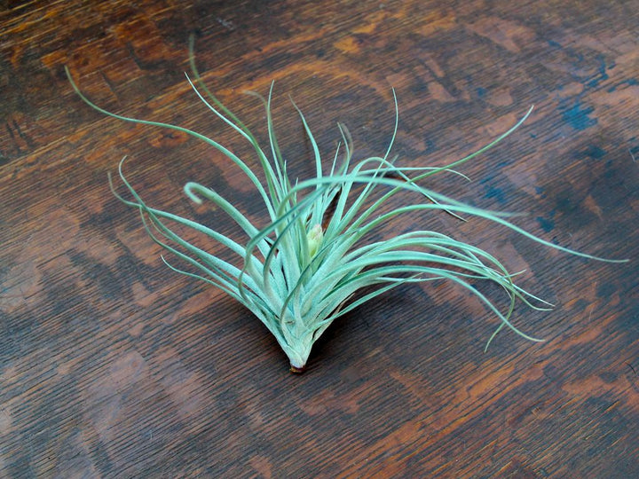 Tillandsia 'Houston' Stricta Air Plant