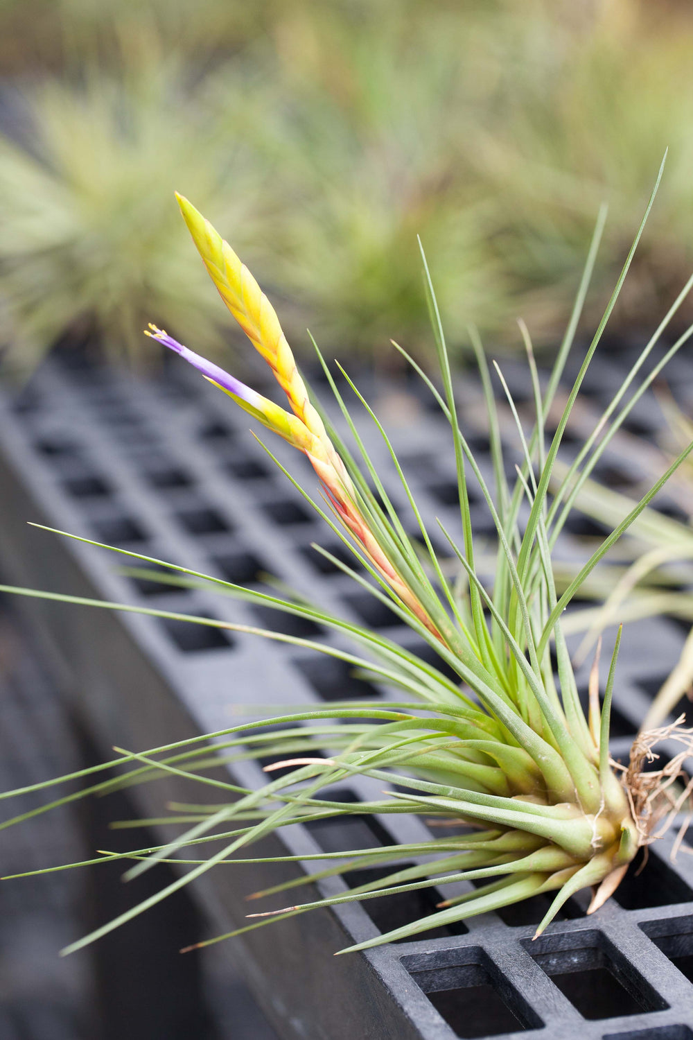 Tillandsia Melanocrater Tricolor Air Plant with Bloom Spike