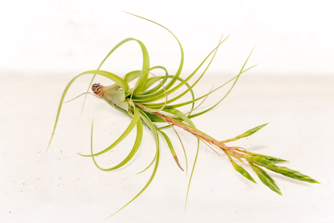 Tillandsia Roland Gosselini Air Plant