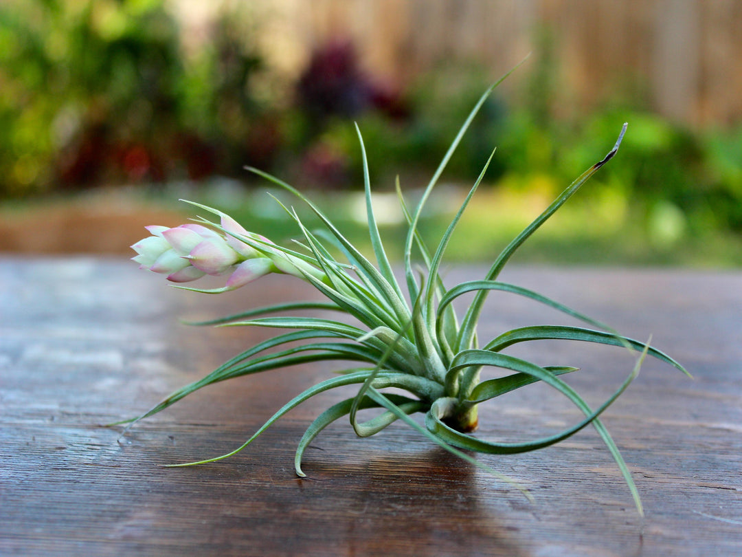 Tillandsia 'Hard' Stricta Air Plant