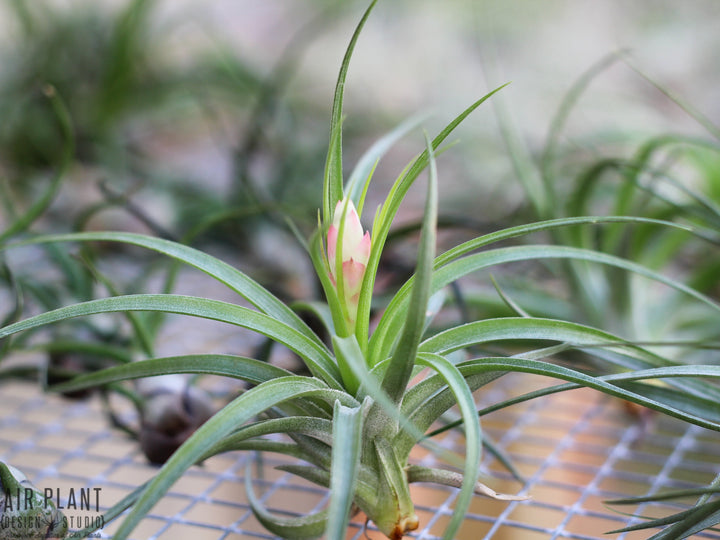 Tillandsia 'Hard' Stricta Air Plant