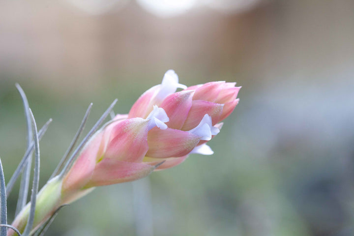 close up of pink bloom with purple flowers on tillandsia stricta air plant