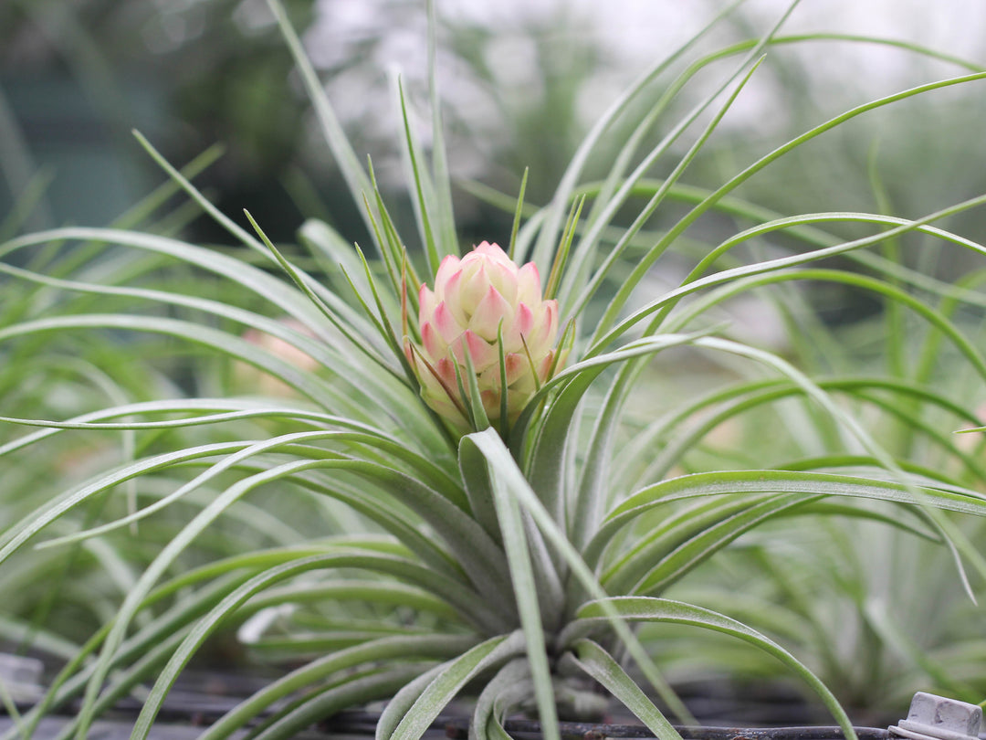 Tillandsia 'Hard' Stricta Air Plant