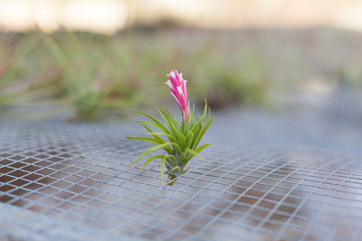 Tillandsia Tenifoila 'Emerald Forest' Air Plant