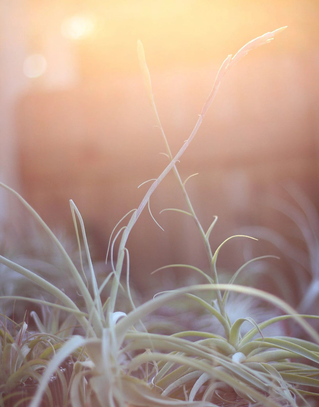 tillandsia streptocarpa air plants in the sun with bloom spikes